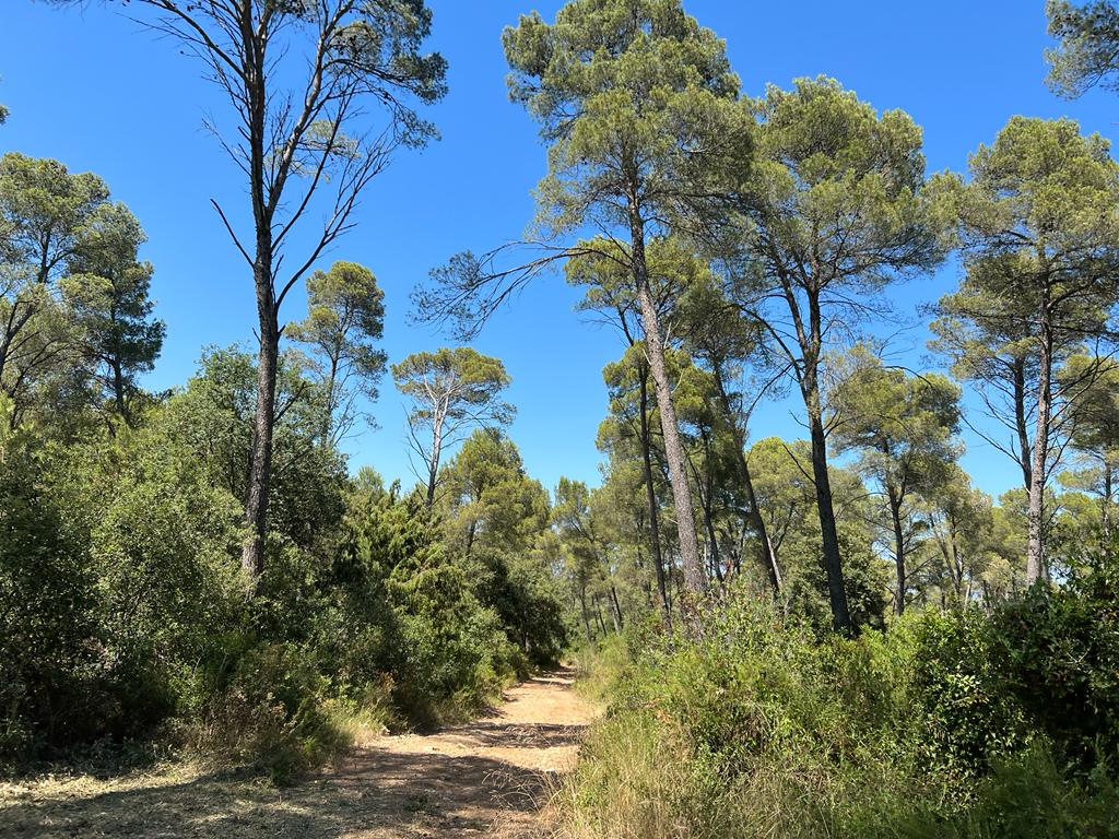 Acondicionament de camins - Muntanya Seca (Palau Sator)