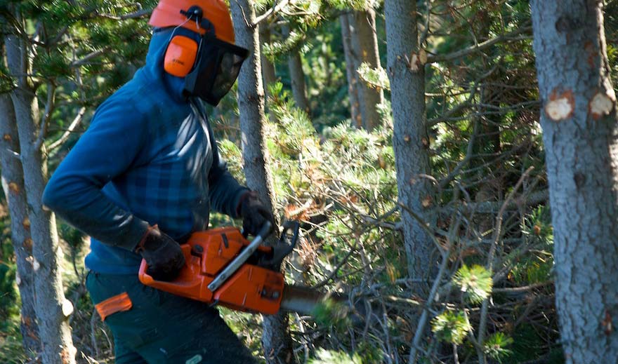 Treballs forestals als boscos
