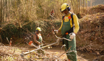 Treballs forestals per la gestió de boscos