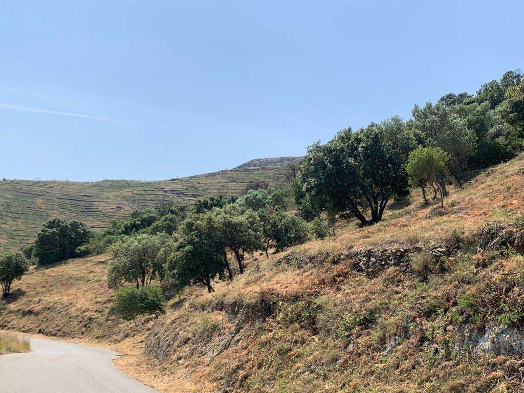 Franges de protecció contra incendis forestals a Llançà